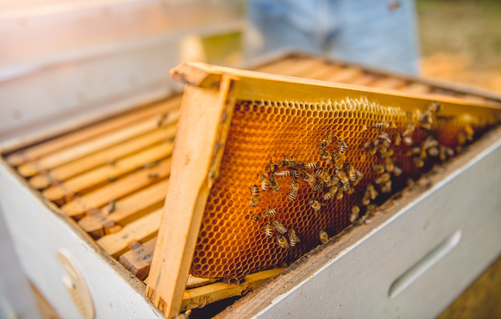 Produção de mel — Foto:  Getty Imagens