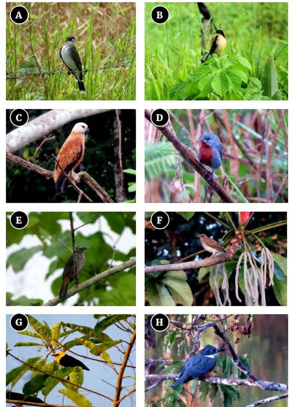 Espécies de aves na região também são analisadas no livro  — Foto: Reprodução 