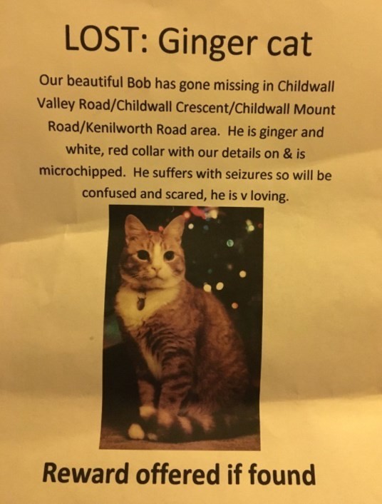 Cartaz de busca de Bob