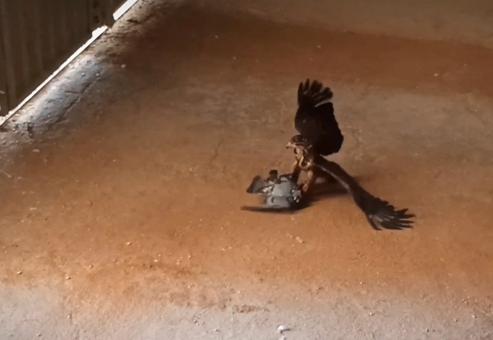 Falcoaria: conheça técnica com ave de rapina usada para o controle de pombos em escolas, em RO — Foto: Thiago Baldine / reprodução 