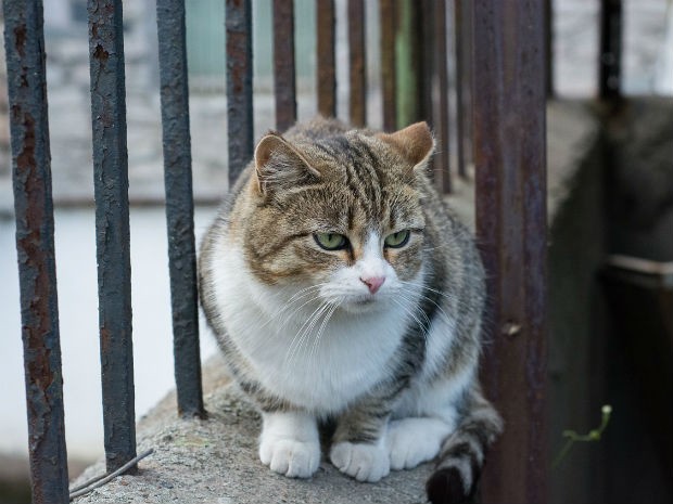 Sintomas são mais difíceis de serem percebidos nos gatos (Foto: Divulgação/Pixabay)