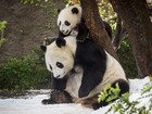 Panda de 7 meses se diverte pela 1ª vez na neve após zoo criar 'nevasca'