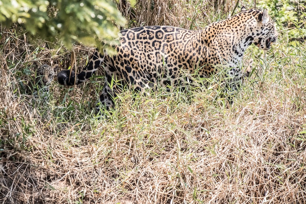 Flagrante de onça-pintada com filhotes é destaque no acervo (Foto: Jeanne Martins/VC no TG)