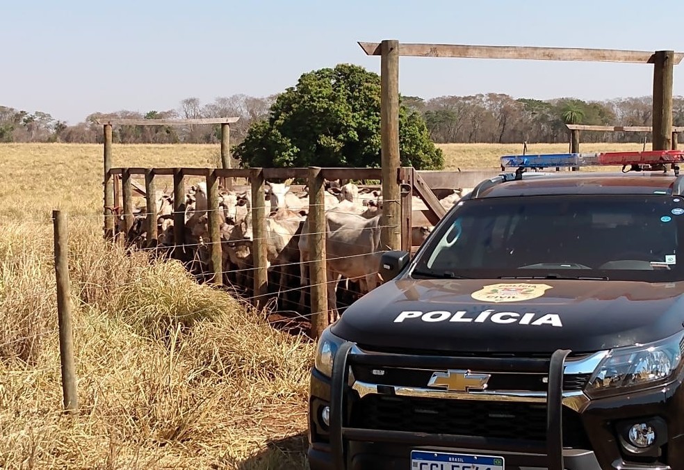 Polícia Civil recupera em Aparecida D'Oeste 72 bovinos furtados em propriedade rural de Palestina — Foto: Polícia Civil/Divulgação