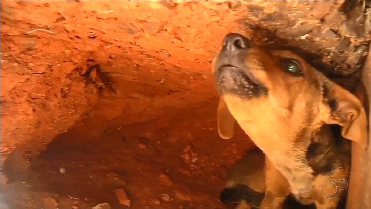 Cachorra é resgatada após ser encontrada dentro de bueiro em Rio Preto - Vimarsana News