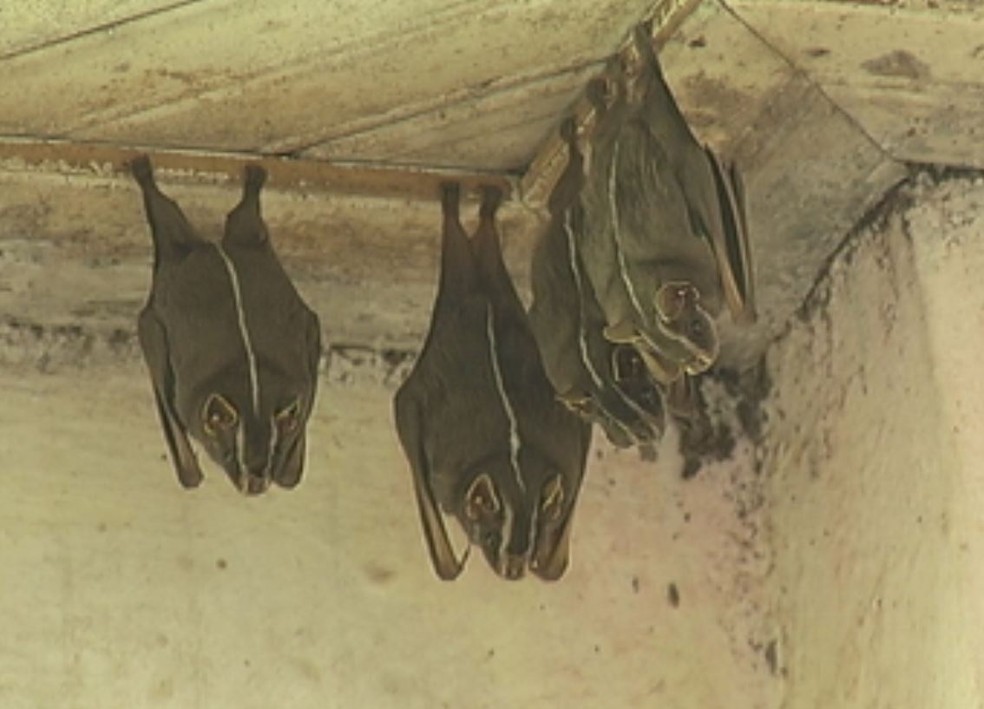 Morcegos (Foto: Reprodução/TV TEM)