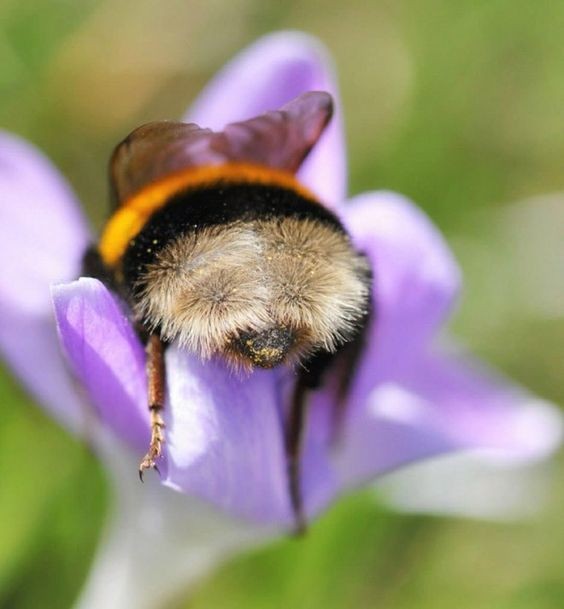 Abelha tirando um cochilo em uma flor (Foto: Reprodução Pinterest)