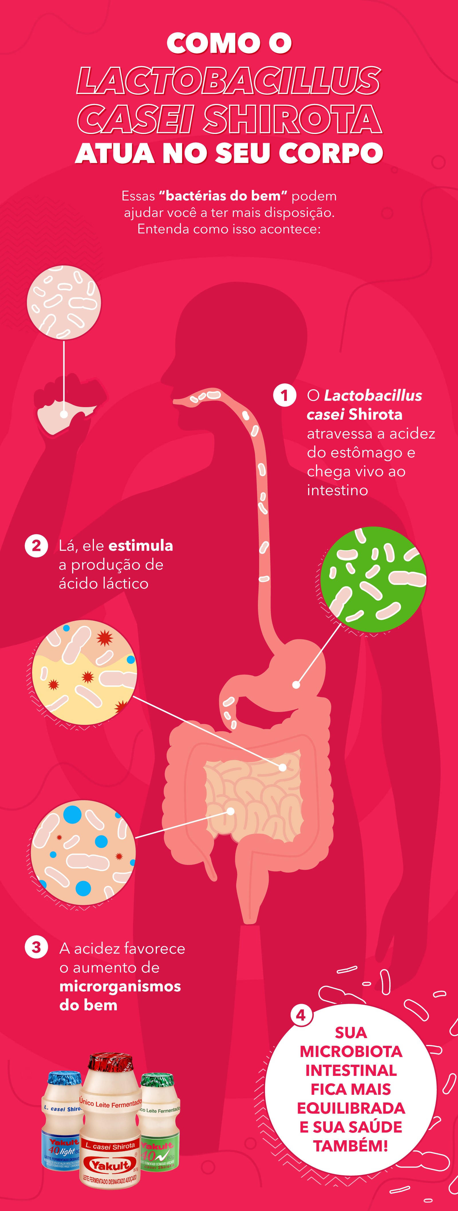 Como os lactobacilos atuam no seu corpo e te ajudam a ter mais disposição
