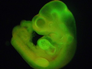 Um feto completo de camundongo foi gerado com células STAP, o que demonstra normalidade genética da célula (Foto: Haruko Obokata/Divulgação)