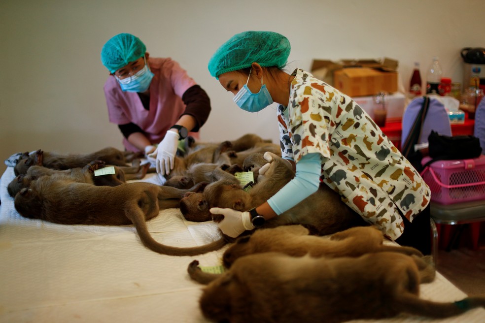 Macacos foram esterilizados na Tailândia — Foto: Jorge Silva/Reuters
