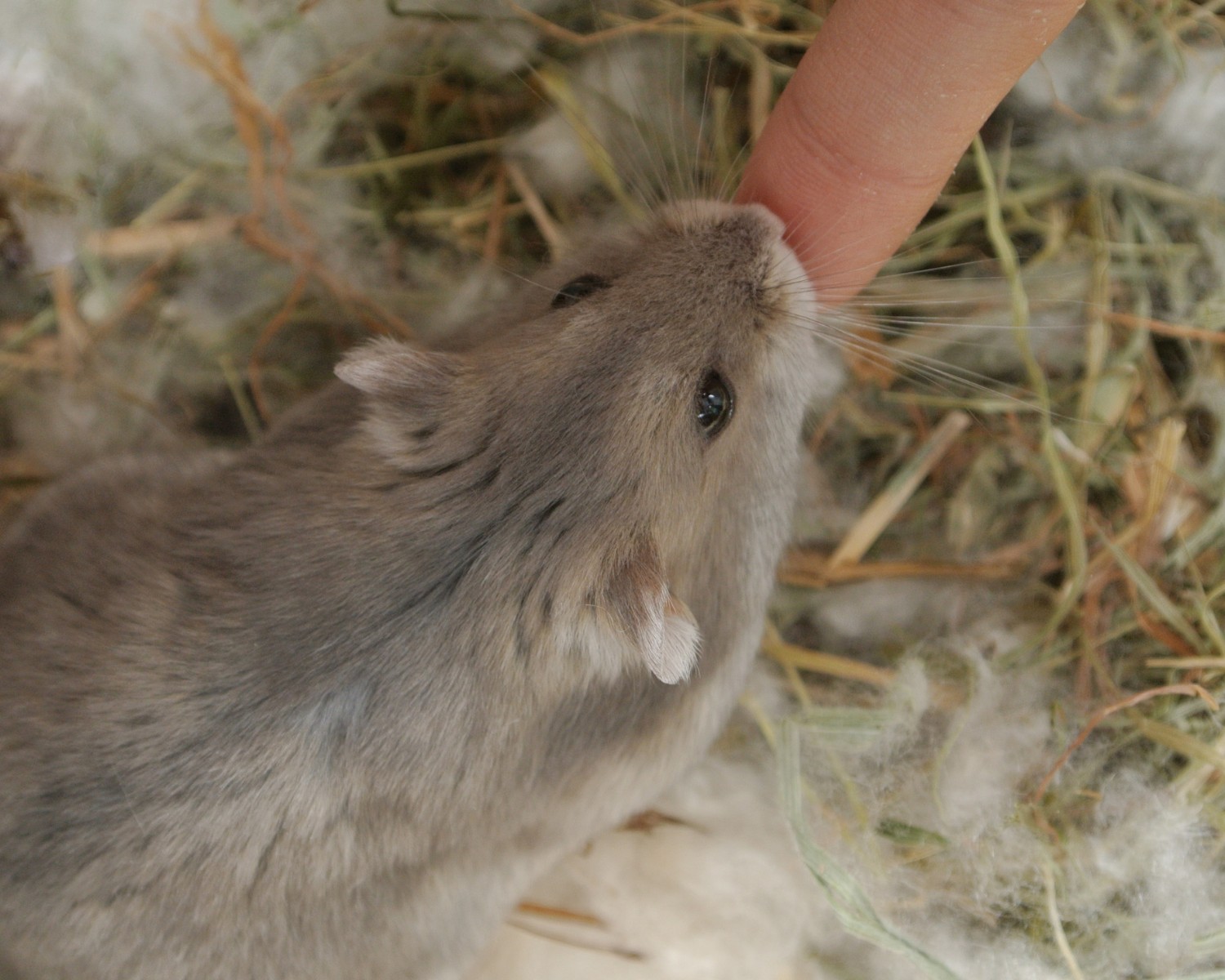 Com bactérias diferentes circulando pelo seu corpo, as mordidas de hamster podem causar infecção em humanos  (Foto: Canva/Creative Commons)