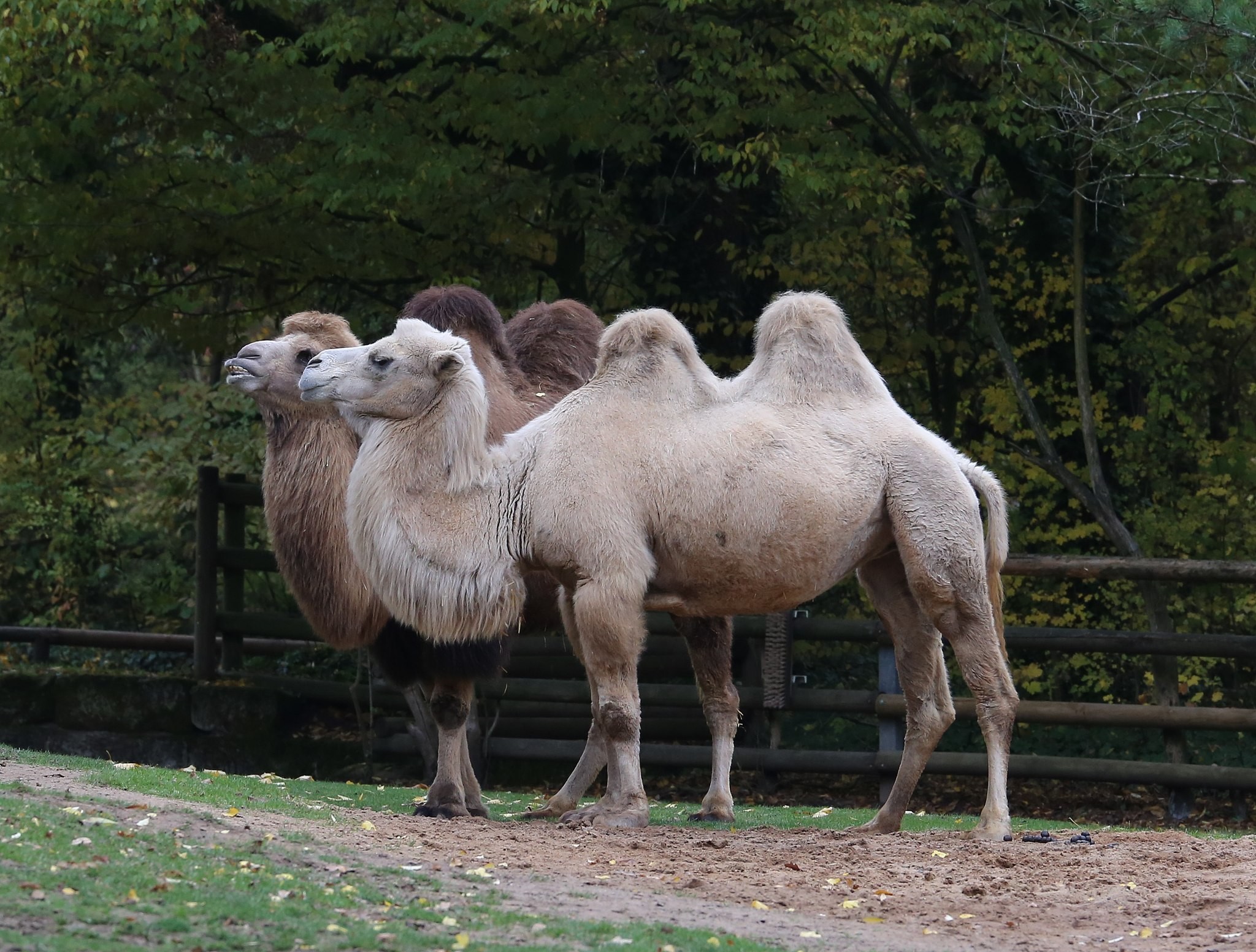 Camelus ferus, espécie de camelo ameada de extinção que teria convivido com o C. knoblochi no Pleistoceno (Foto: Wikimedia Commons)
