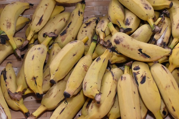 Pandemia da banana pode ter resultados positivos se nos forçar a cultivar bananas de maneira mais ecológica e a comer uma variedade maior de frutas, diz cineasta — Foto: Marco Aurélio/Prefeitura de Uberaba