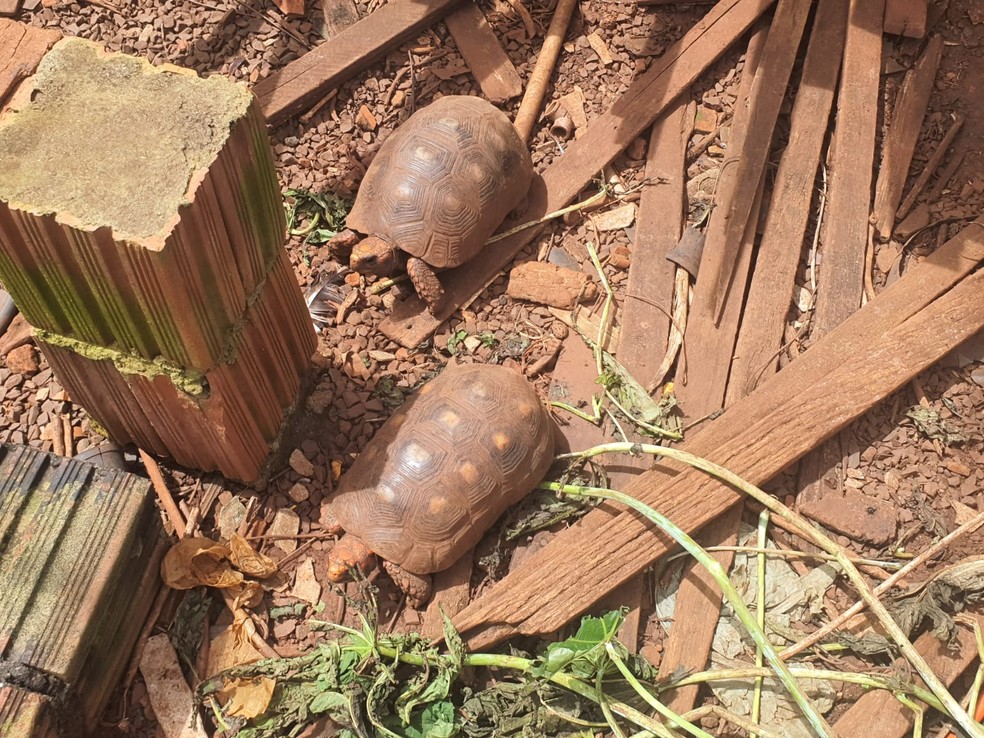 Uma multa em R$ 12 mil foi aplicada a um homem de 60 anos por manter jabutis em cativeiro — Foto: Polícia Ambiental/Divulgação