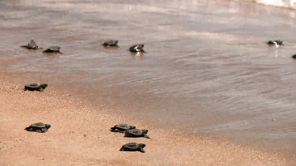 Tartarugas recém-nascidas vão em direção ao mar em Guriri, São Mateus, ES — Foto: Reprodução/TV Gazeta
