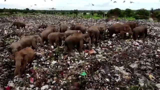 Sri Lanka escava fosso para manter elefantes longe de lixão thumbnail