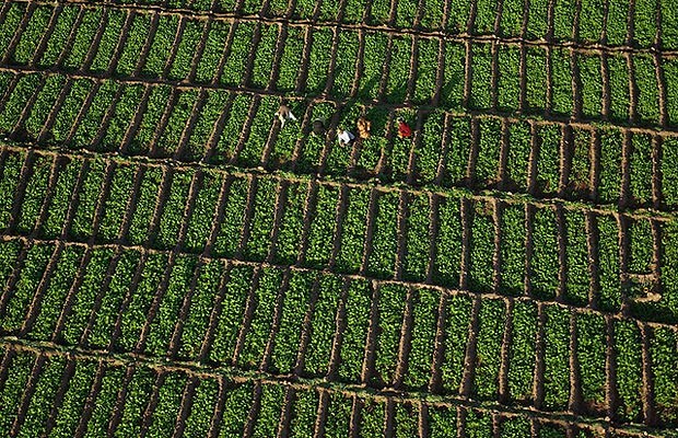Plantação de menta, no Marrocos (Foto: Steve Brockett )