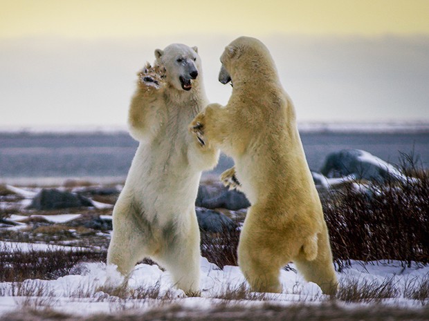 Os animais também brigam entre si (Foto: Gshow)