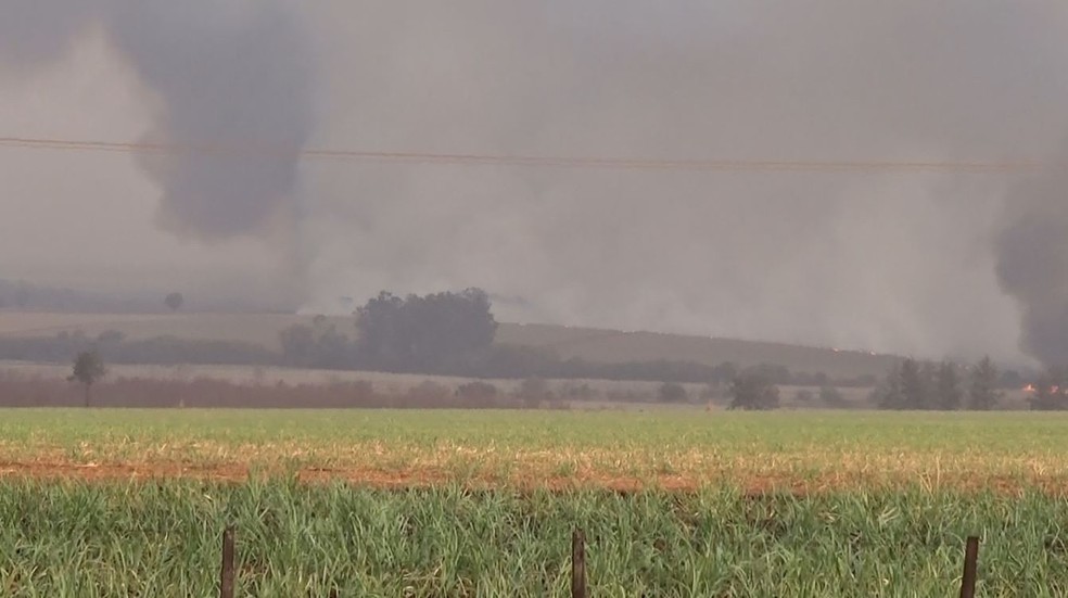 Incêndio atinge vegetação às margens da Rodovia Carlos Tonani (SP-333), em Sertãozinho — Foto: STVI WEBTV