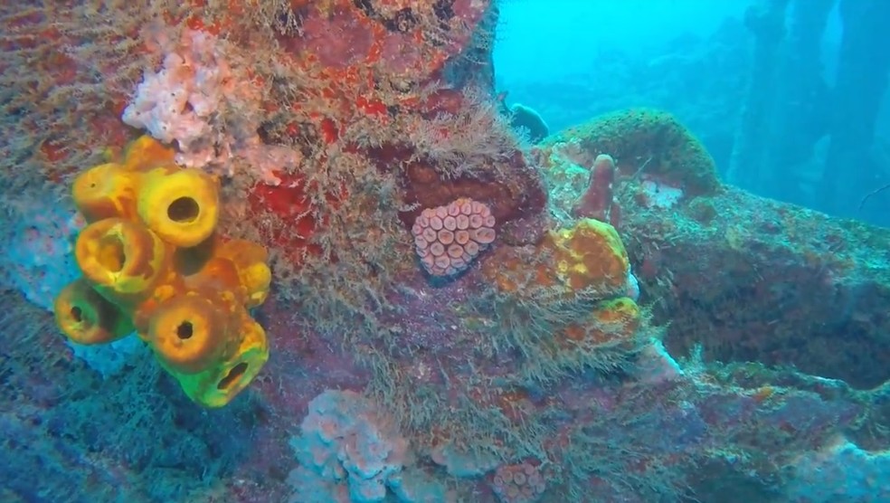 Novo coral ameaça também turismo de mergulho em Pecém, no litoral cearense — Foto: Reprodução
