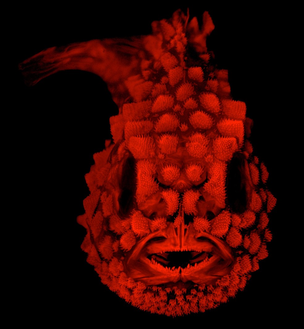 Peixe Eumicrotremus orbis brilha sob luz fluorescente durante experimento de pesquisador americano (Foto: Leo Smith/The University of Kansas)