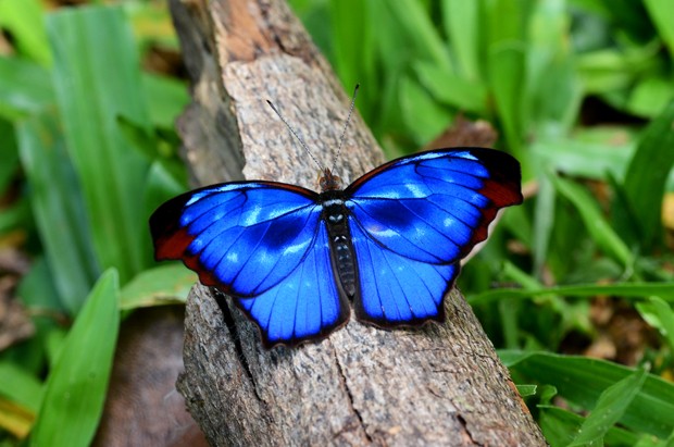 Resultado de imagem para borboleta azul
