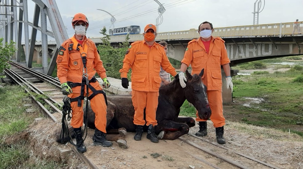 Equipe foi acionada por volta de 6h30 para o resgate do animal — Foto: Divulgação/Corpo de Bombeiros