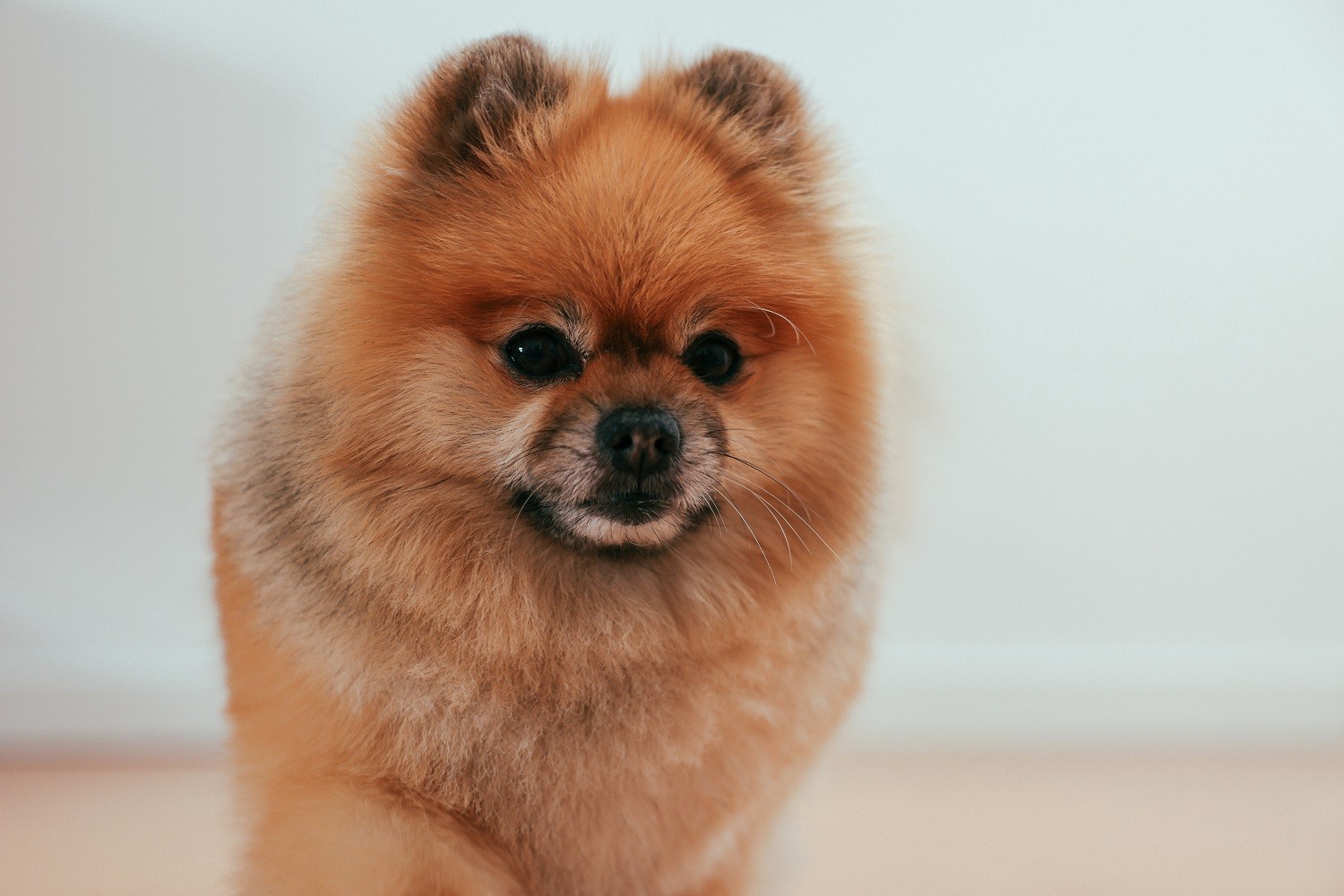 The German spitz and the Pomeranian are spitz, but they are not the same breed (Photo: Pexels/ Cup of Couple/ CreativeCommons)