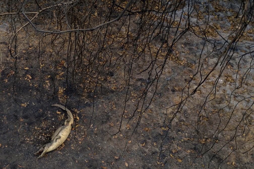 Jacaré morto é visto ao lado da Transpantaneira em Mato Grosso, no dia 14 de setembro, em meio a área queimada do Pantanal. — Foto: Mauro Pimentel/AFP