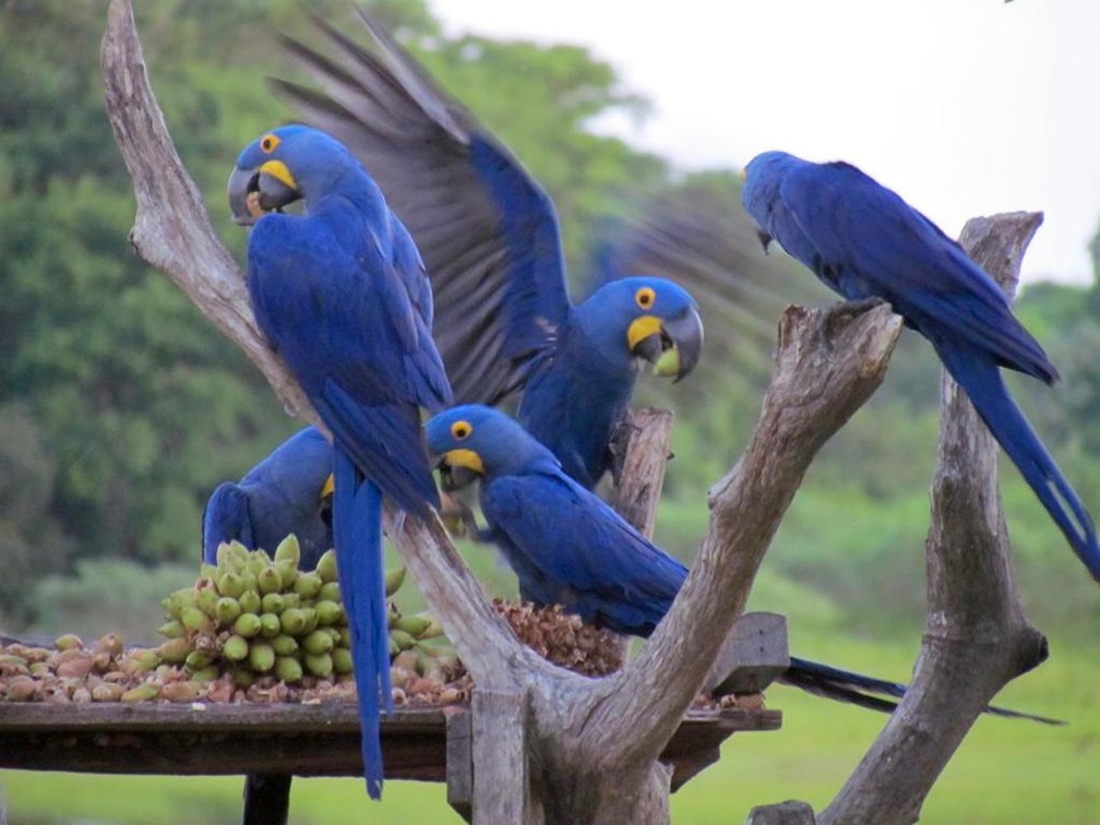 Araras-azuis são flagradas se alimentando, no Pantanal. — Foto: Cláudia Gaigher/Arquivo pessoal 