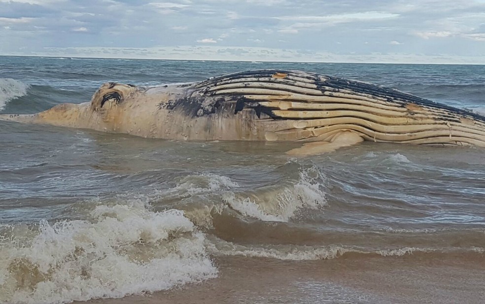 Baleia com cerca de 10m é encontrada morta em Trancoso (Foto: Uemisson Dos Anjos Ferreira/Arquivo pessoal)
