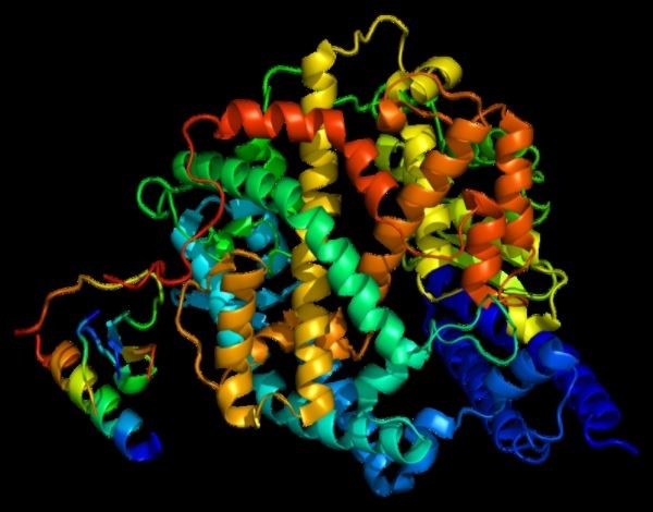 Pesquisadores da Unesp observaram em adipócitos não infectados que o hormônio irisina altera a expressão de genes reguladores do ACE2, gene que codifica uma proteína à qual o vírus se liga para entrar nas células humanas (enzima ACE2; imagem: Wikimedia Commons) (Foto: Wikimedia Commons)