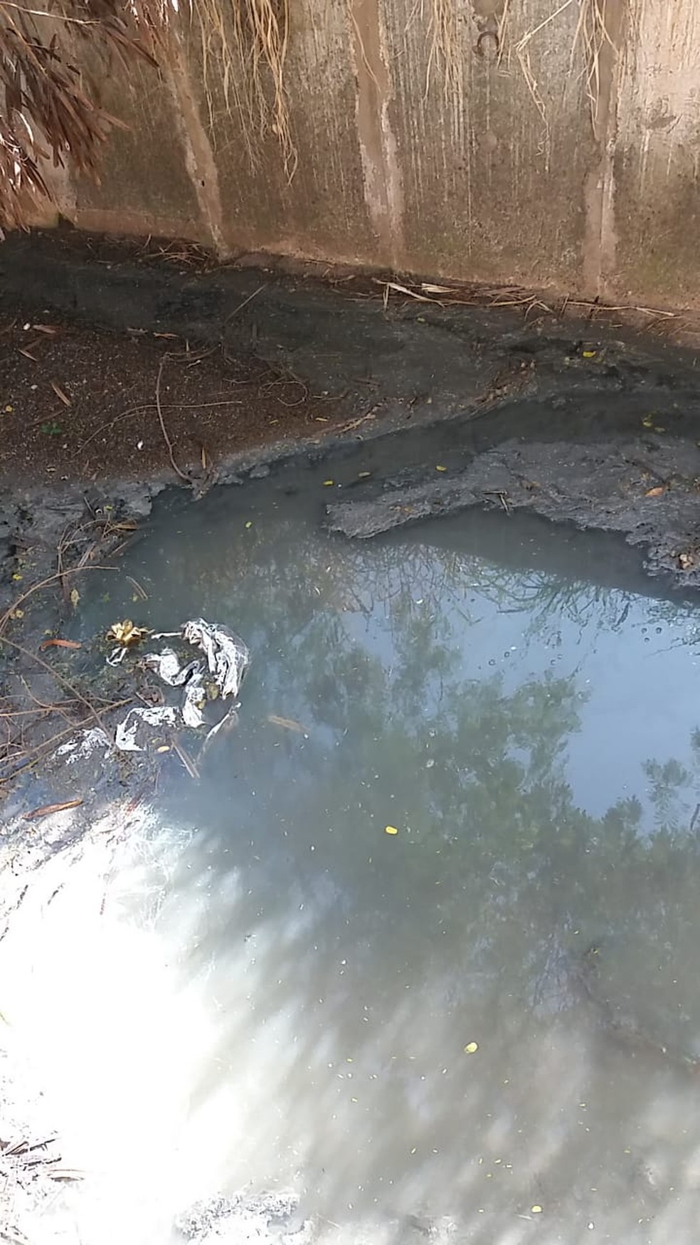 Moradores reclamam de esgoto a céu aberto em parque ecológico de Presidente Prudente (SP) — Foto: Cedida