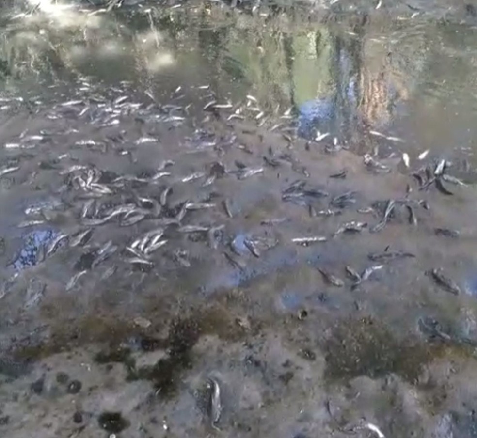 Pescadores denunciam mortandade de peixes — Foto: Eduardo Vieira