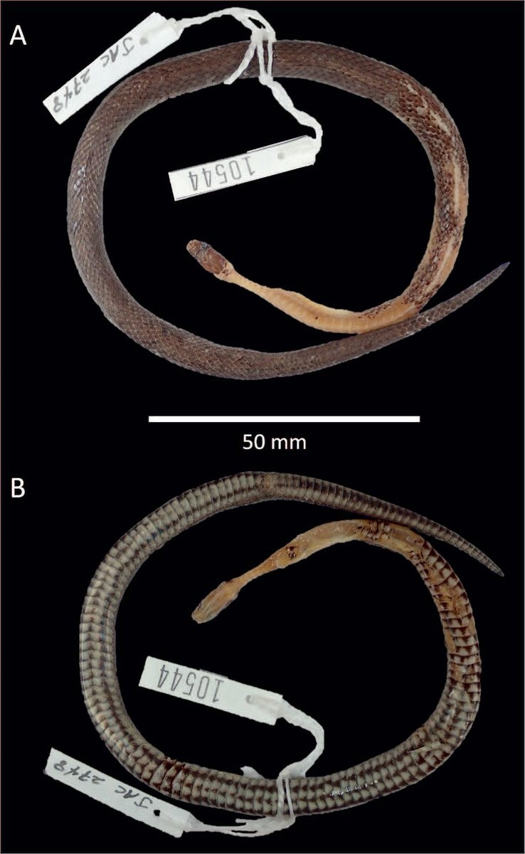 Nova espécie de cobra descoberta (Foto: Journal of Herpetology)