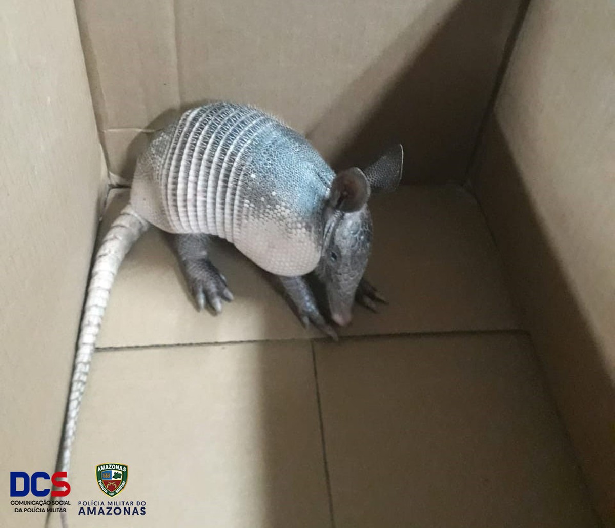 Tatu Bola E Resgatado Dentro De Casa No Bairro Cidade De Deus Em Manaus Amazonas G1
