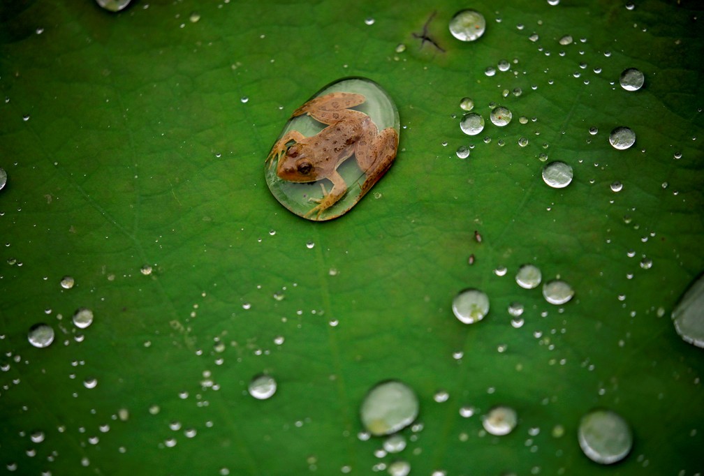 26 de setembro - Um sapo é visto na folha de uma flor de lótus depois da chuva em um lago em Lalitpur, no Nepal — Foto: Navesh Chitrakar/Reuters