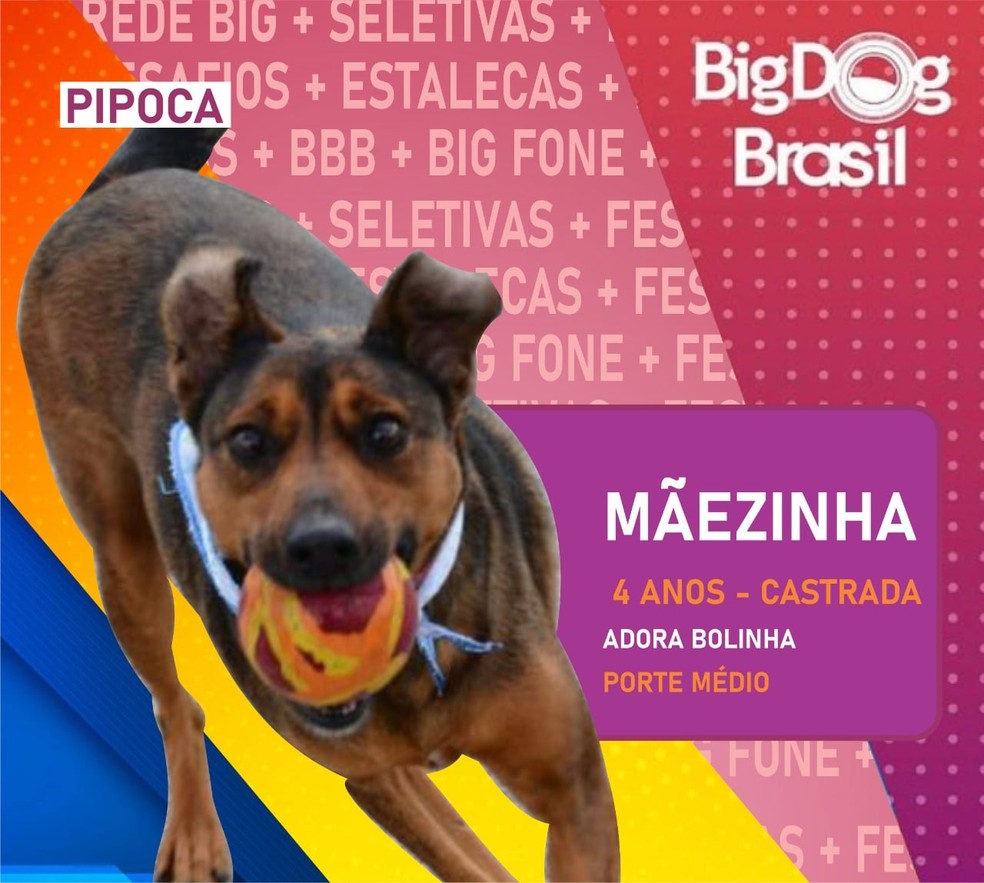 Cães participam do Big Dog Brasil, em Pinhais — Foto: Divulgação/Prefeitura de Pinhais