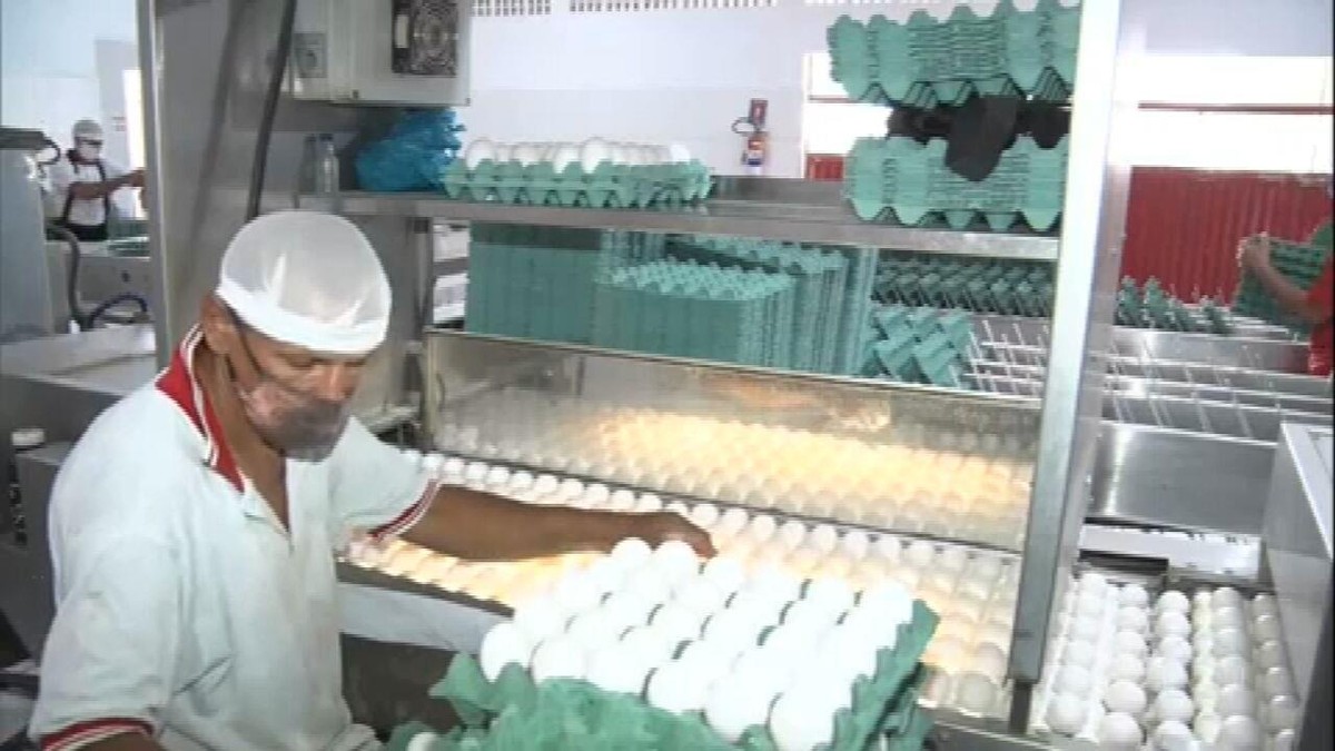 Preço alto de insumos prejudica produção de ovos em Pernambuco thumbnail