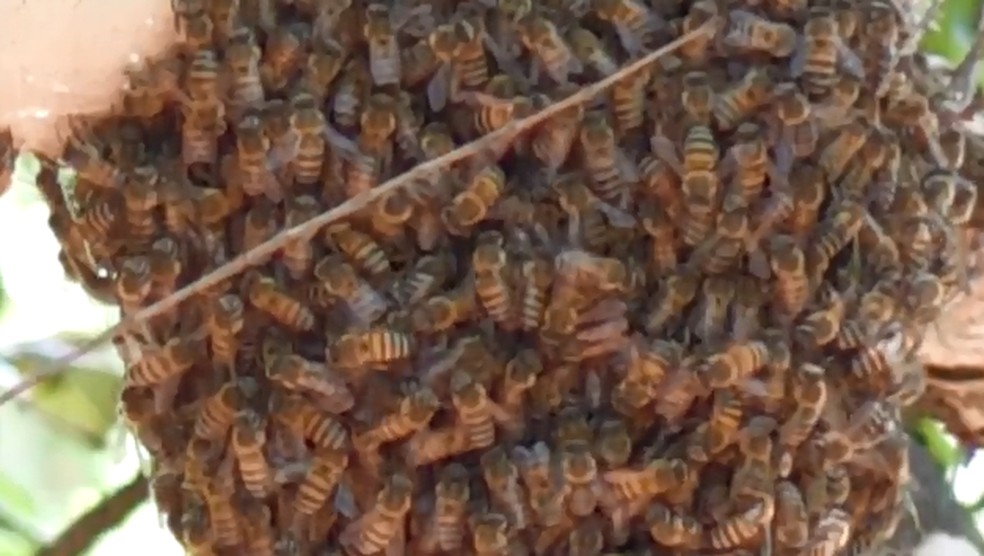 Enxame de abelhas no galho de uma árvore na Universidade Estadual de Londrina (UEL) — Foto: Reprodução/RPC 