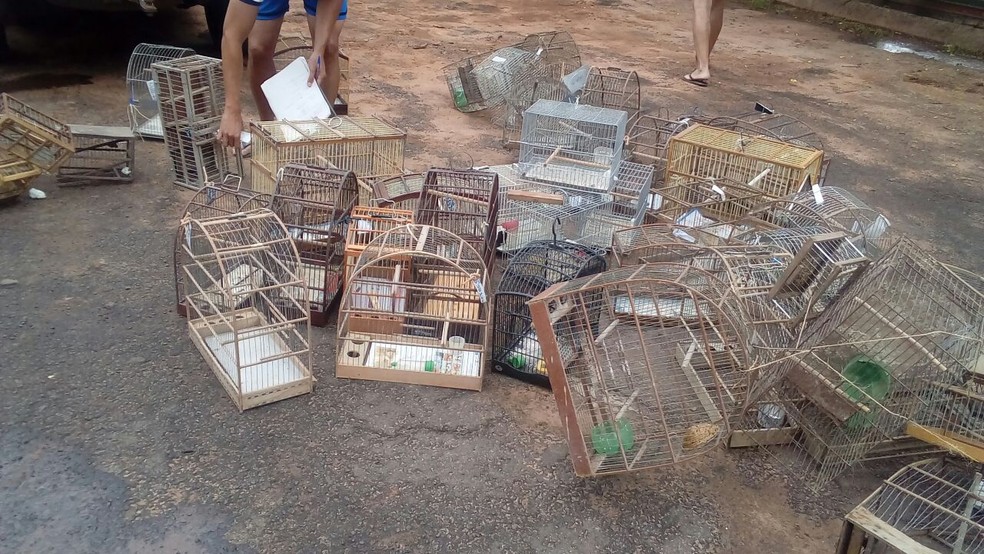 Gaiolas apreendidas foram destruídas em Presidente Prudente (Foto: Cedida/Polícia Militar Ambiental)