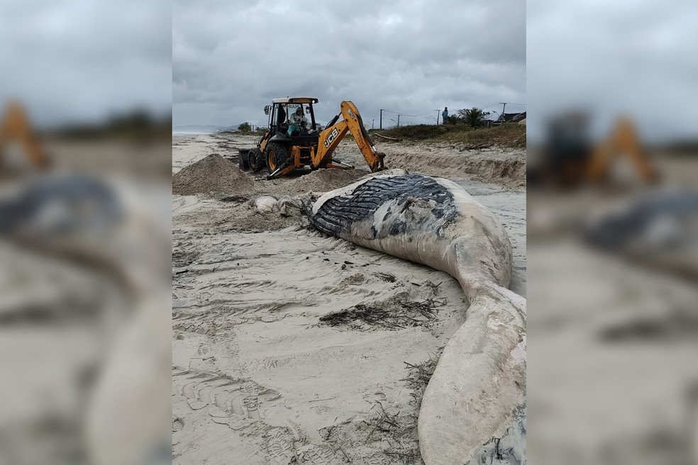 Baleia-jubarte com 6,5 metros de comprimento é encontrada em decomposição — Foto: Divulgação/UFPR