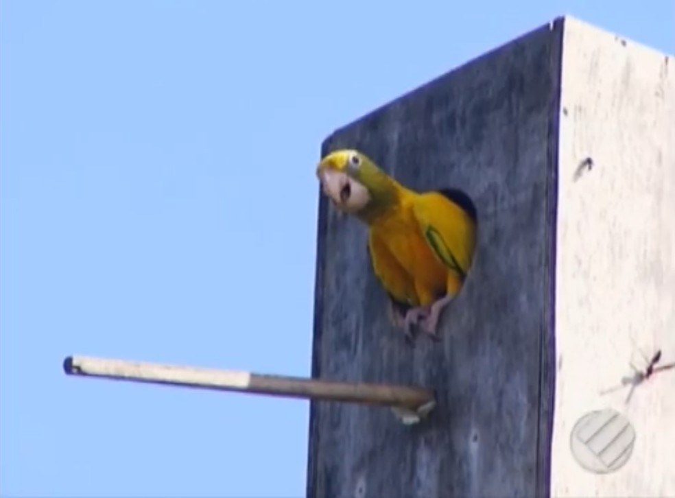 Primeiro filhote de ararajuba a nascer em 50 anos na Grande Belém é curioso, mas está sempre acompanhado dos pais. (Foto: Reprodução / TV Liberal)