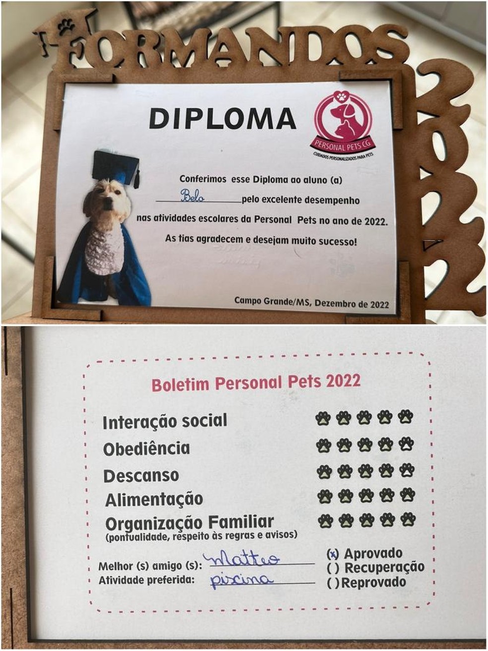 Hospedes de uma creche para cachorros receberam diploma  Foto: Redes Sociais/ Reprodução