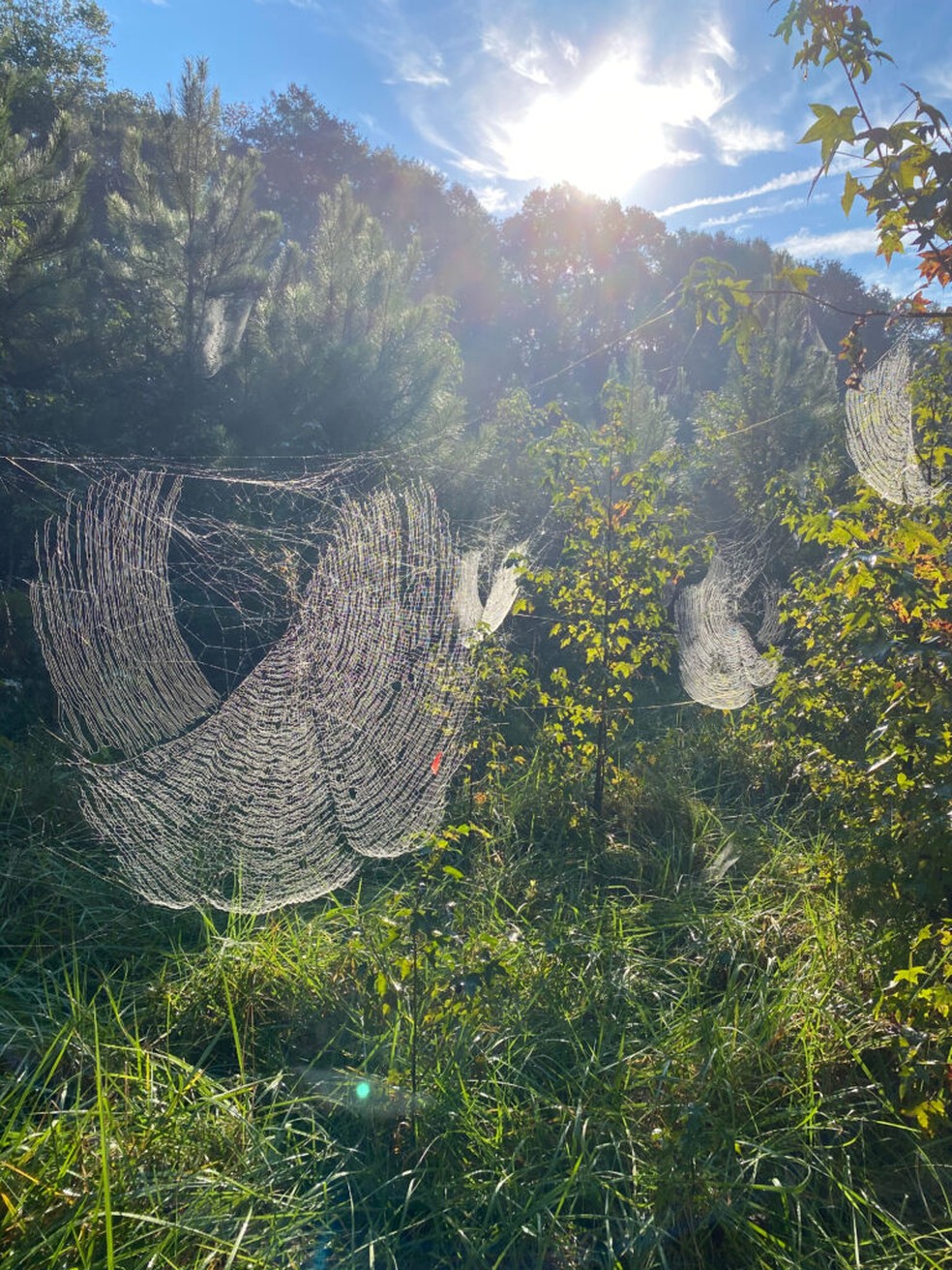 Teias da aranha Joro se espraiam no ambiente: difícil não se impressionar. — Foto: Divulgar