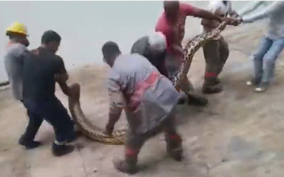 Cobra foi retirada da canaleta e solta no Rio das Contas, em Ubatã — Foto: Reprodução/TV Bahia