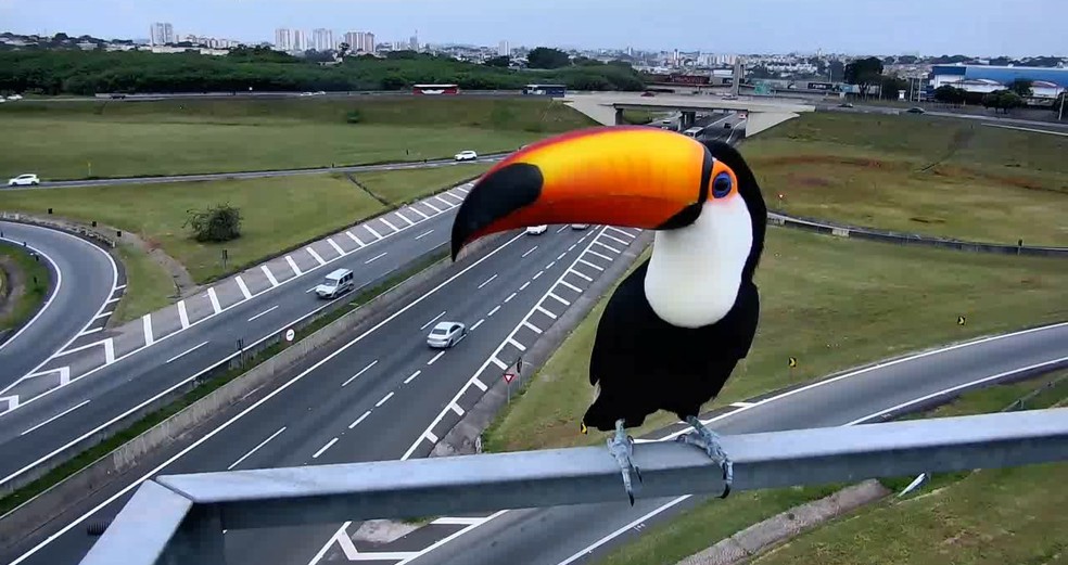 Imagens foram registradas sÃ¡bado por concessionÃ¡ria â Foto: CCR AutoBAn