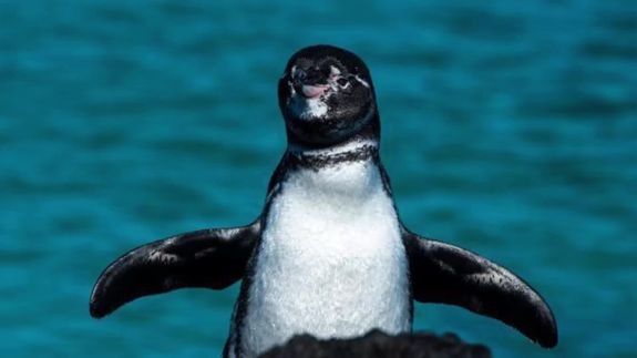 Pinguim pré-histórico (Foto: Reprodução/Mashable)