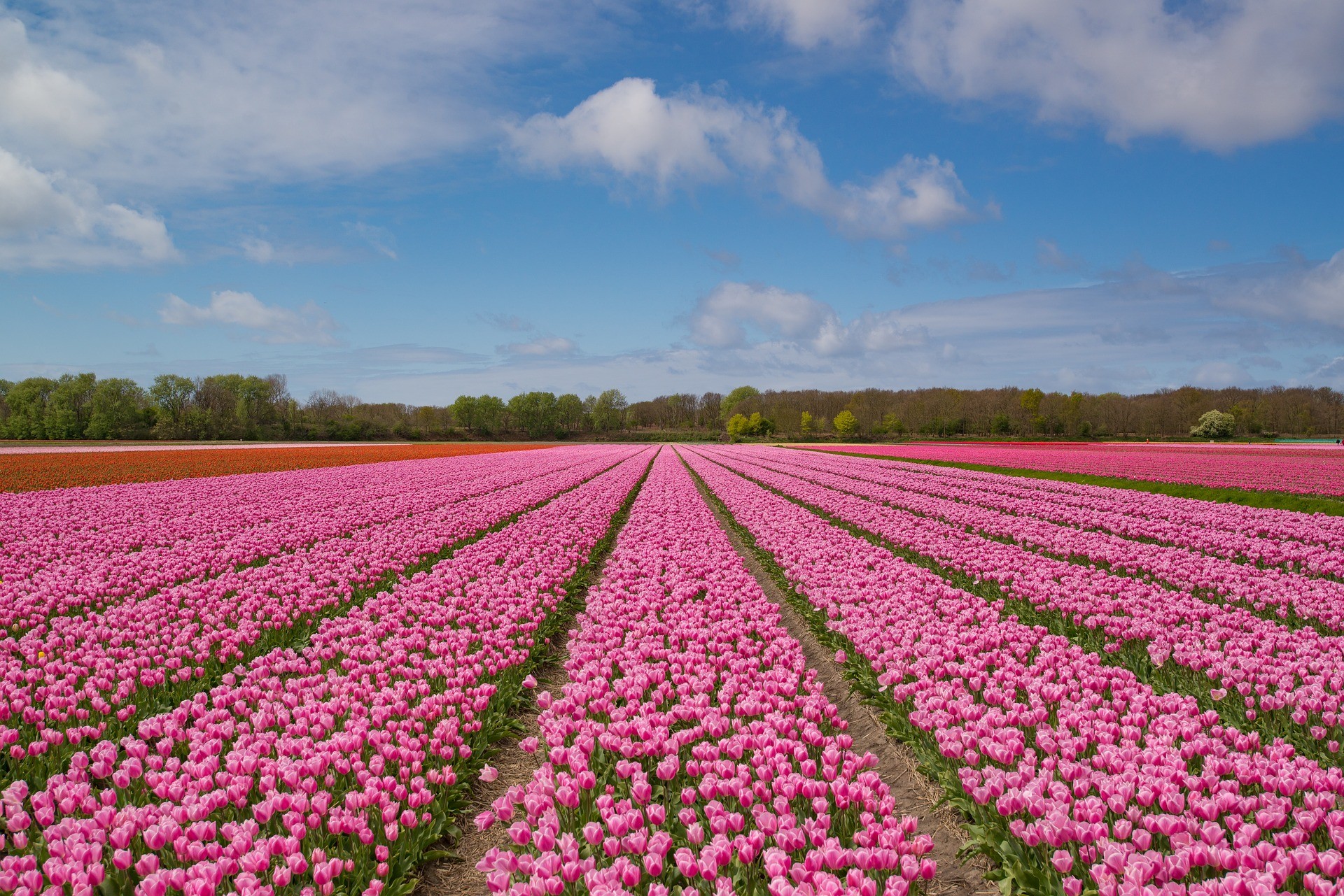 Faça um tour pelos campos de tulipa na Holanda sem sair de casa - Casa