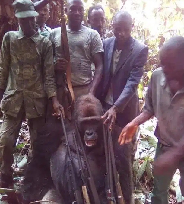 Caçadores ilegais matam gorila-da-montanha (Foto: Reprodução/The Sun)